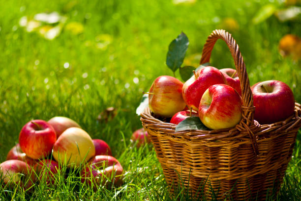 istock Red Apples with Wicket Basket in the Grass 858711588