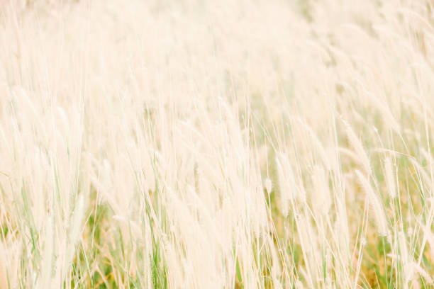 istock Blowing poaceae grass flower 858711602