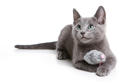 A beautiful domestic cat is resting in a light blue room, a gray Shorthair cat with yellow eyes looking at the camera