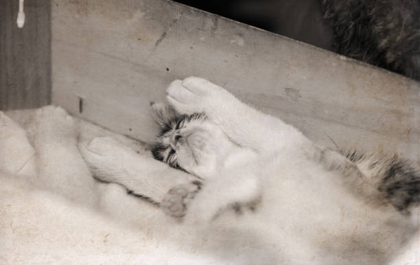 istock Artwork in retro style, cat with a kitten 858718258