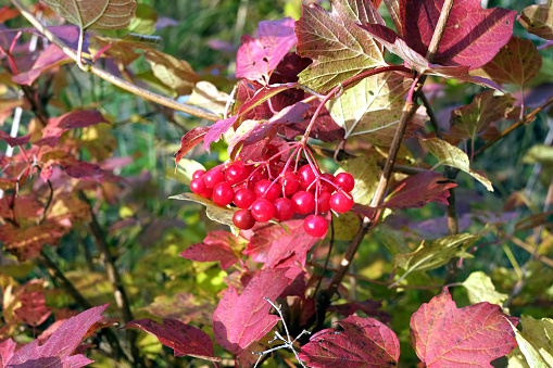 Colorful viburnum bush with red berries on branch in the forest on sunny autumn day close-up