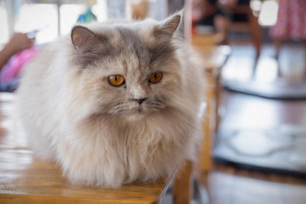 istock Maine coon cat sitting on wood table in cat cafe 858722494