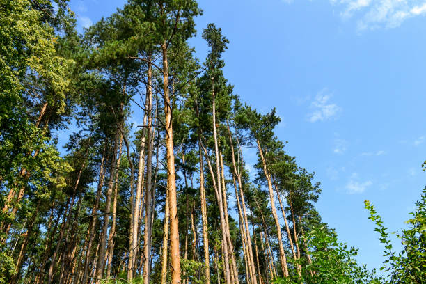 istock Pine forest and grassland on a sunny day 858725318