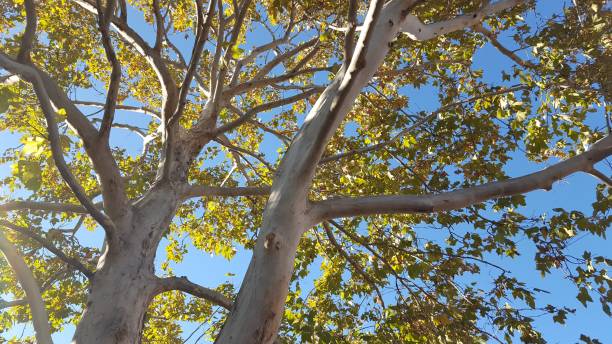 istock Looking upward through branches and leaves of a tree. 858726978