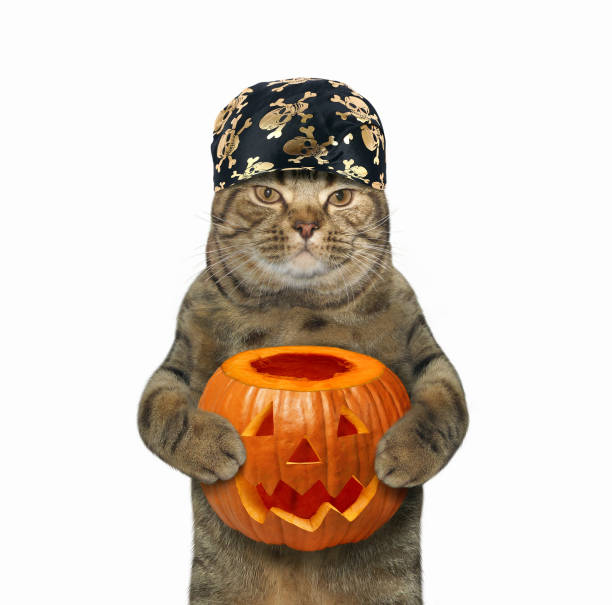 istock Halloween cat holding pumpkin 858729874