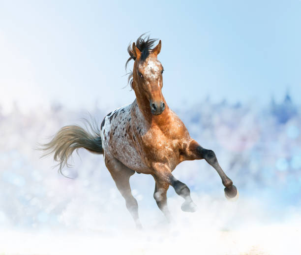 Appaloosa stallion running gallop in the winter, Beautiful appaloosa stallion running gallop in the winter, appaloosa stock pictures, royalty-free photos & images