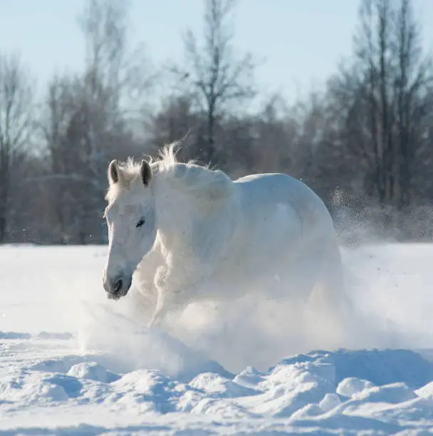Whitesnow stallion in snow