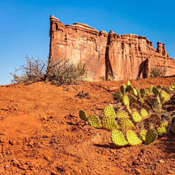 Prickly Pear Cactus in Arches National Park with the tower of babel sandstone formation in the background