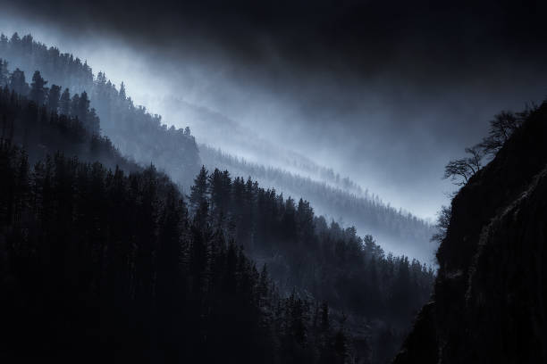 dark landscape with foggy forest stock photo
