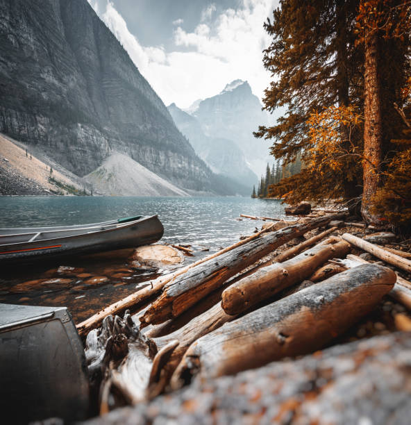 legno di corteccia nel lago moreno al banff national park - lake louise national park landscape forest foto e immagini stock