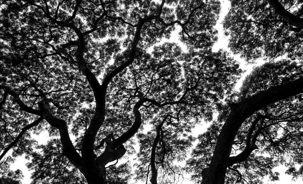 istock Silhouette leaves of tree branches on white background 858735268