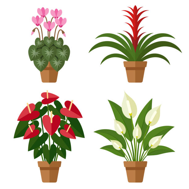 Blooming indoor flowers Vector set of indoor blooming flowers in pots. Flat style. cyclamen stock illustrations