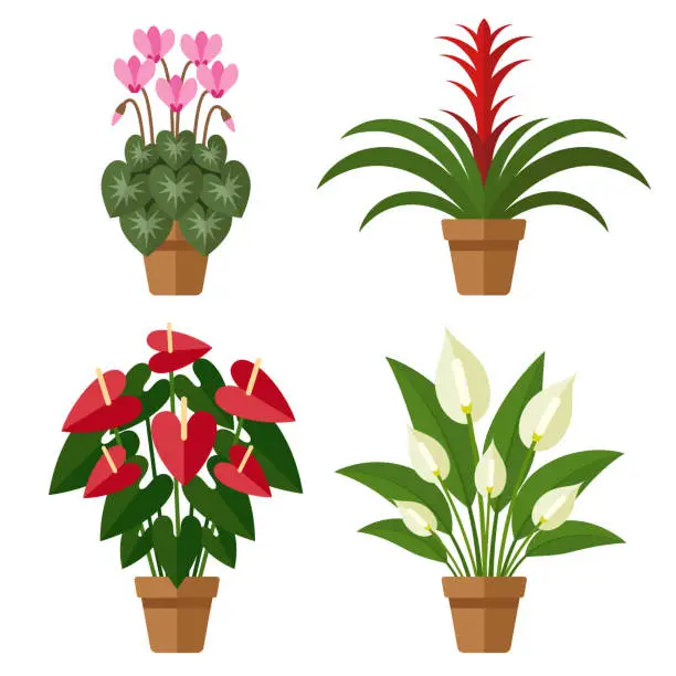 Vector illustration of Blooming indoor flowers