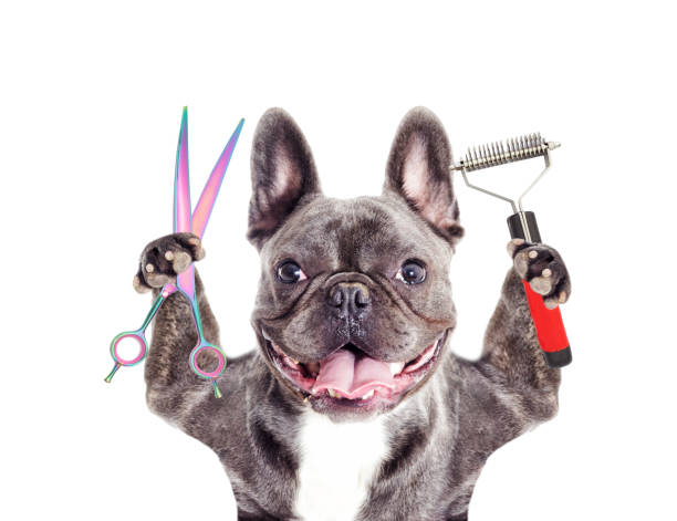 Dog hairdresser Dog hairdresser dog grooming stock pictures, royalty-free photos & images