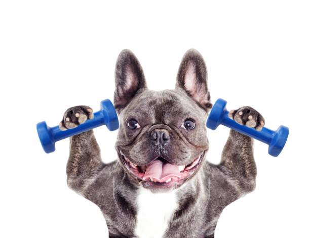 istock Dog athlete bodybuilder, French Bulldog 858744302