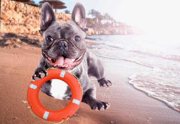 istock Dog and lifebuoy on the beach 858745198
