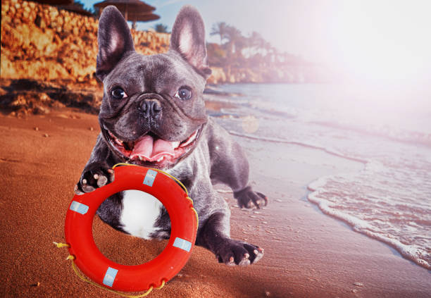 istock Dog and lifebuoy on the beach 858745210