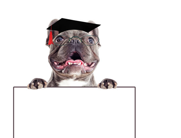 istock Dog and glasses and a master's hat 858745438