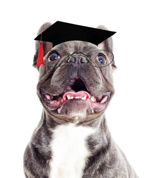 istock Dog and glasses and a master's hat 858745440