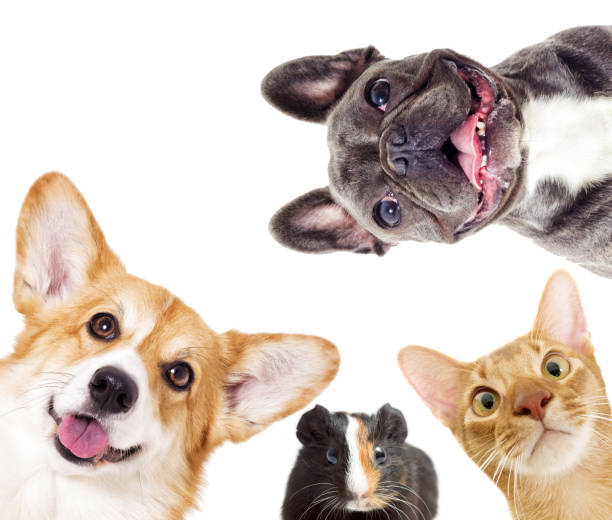 istock Puppy and kitten and guinea pig 858745442