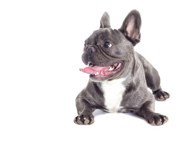 istock French Bulldog dog full-length isolated 858745510