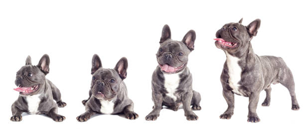 istock French Bulldog dog full-length isolated 858748018