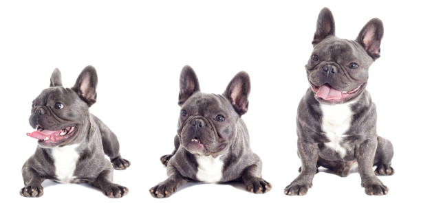 istock French Bulldog dog full-length isolated 858748020