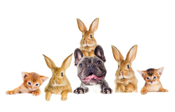 istock Funny rabbit and dog and kitten peeking 858748150
