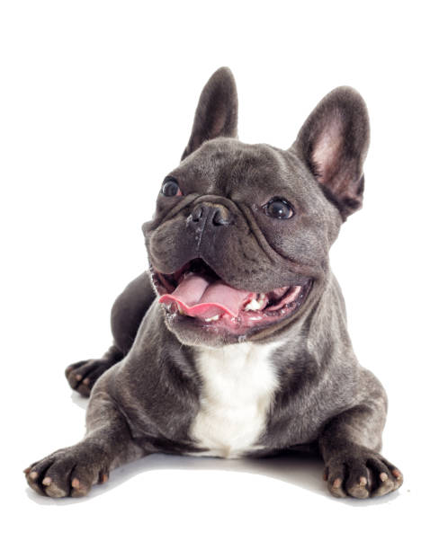istock French Bulldog dog full-length isolated 858748462