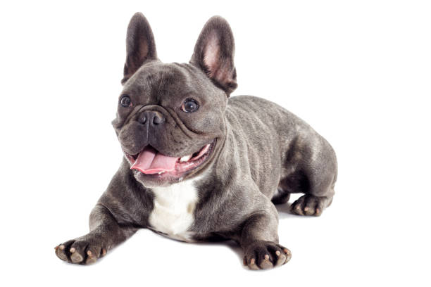 istock French Bulldog dog full-length on a white background 858748692