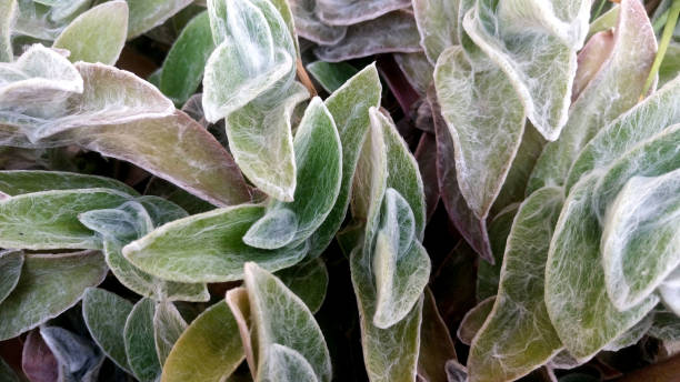 creepy plant stock photo