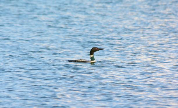 istock Migratory Common Loon Swimming In Lake 858753496