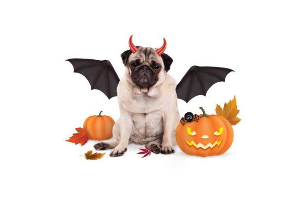 istock pug dog dressed up as devil for halloween, with  scary pumpkin lantern 858753516