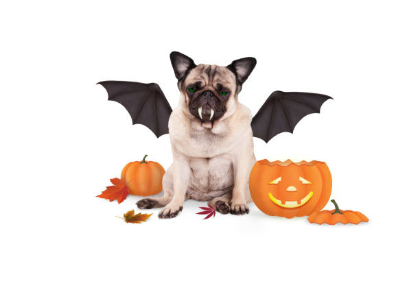 istock pug dog dressed up as bat for halloween, with funny pumpkin lantern 858753520
