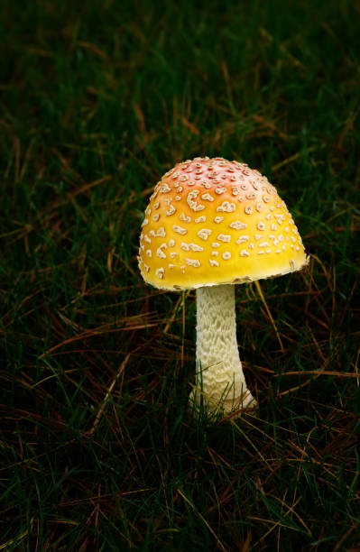 istock Mushroom in the Wild 858758966
