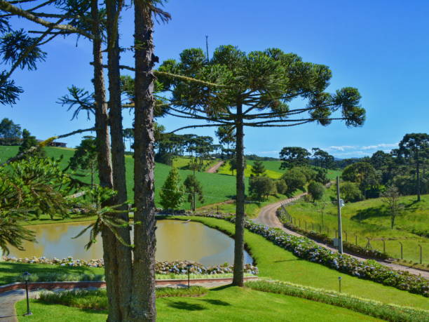 istock Beautiful landscape with pines 858759298