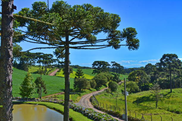 istock Beautiful landscape with pines 858759302