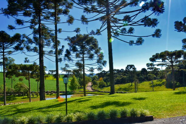 istock Beautiful landscape with pines 858759416