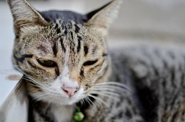 Cat portrait Cat portrait in natural lighting (Selective focus) weak cat stock pictures, royalty-free photos & images