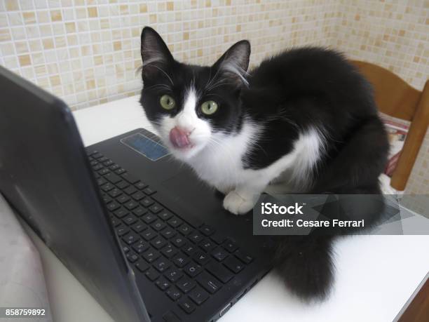 Cat Using Old Computer Young Cat Using A Computer Stock Photo - Download Image Now - Animal ...