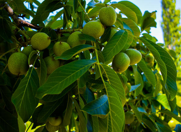 Walnut tree Ceviz, ceviz ağacı, kuru yemiş, bitki, yiyecekler, meyve renkli fotoğraf stock pictures, royalty-free photos & images