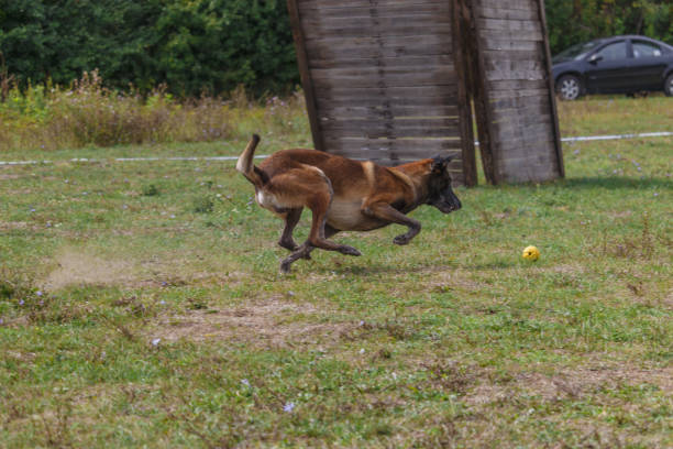 istock German Shepherd dog playing with a ball. 858763418