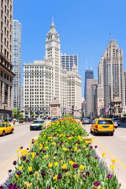 Michigan Avenue during Spring in Chicago Illinois USA Stock photograph of Michigan Avenue with view towards the Magnificent Mile and the Art Deco Wrigley Building (left) and neo-Gothic Tribune Tower michigan avenue chicago stock pictures, royalty-free photos & images