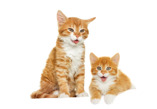 A small cute fluffy tabby kitten sits on the couch at home. A Kurilian Bobtail kitten with a short tail. Vertical photo.