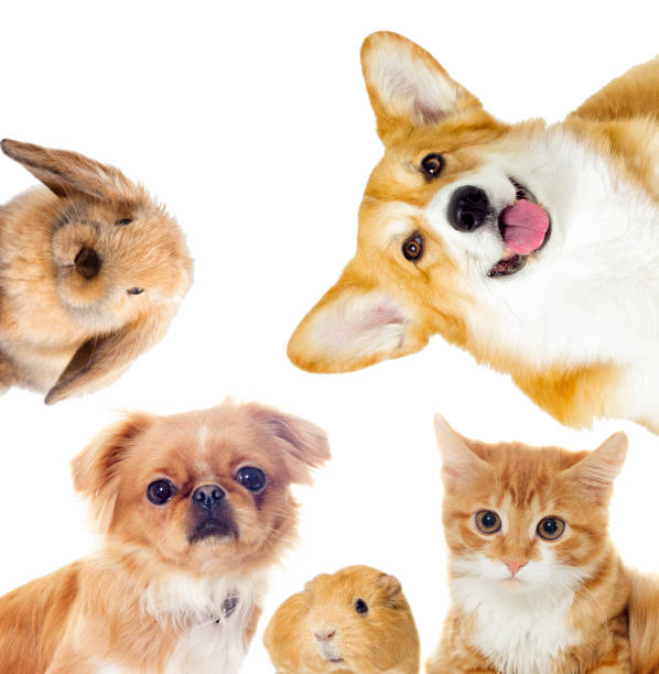 istock cat and a dog and guinea pig looking 858769804