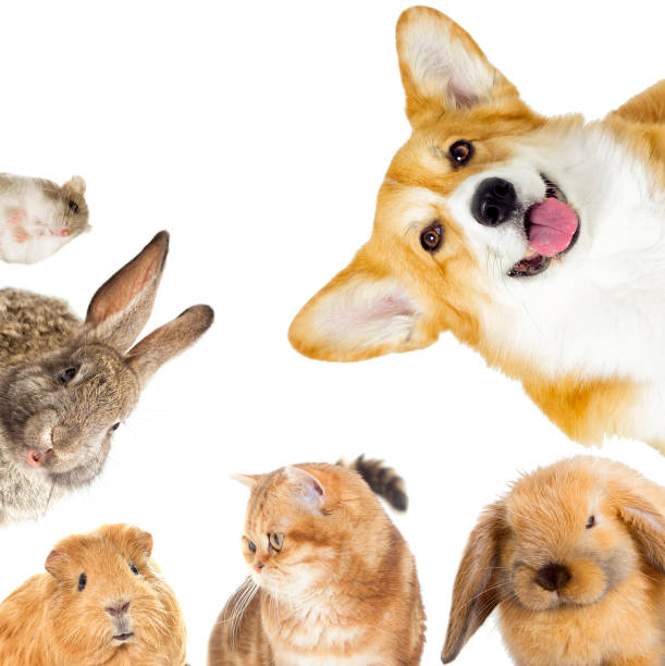 istock kitten and puppy and bunny 858769806