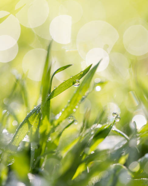 istock Drops of dew on the grass 858769824