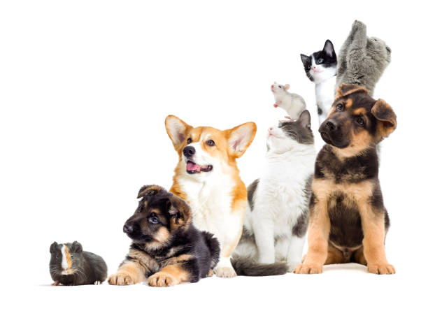 zwierzęta szukają na bok - dog domestic cat puppy group of animals zdjęcia i obrazy z banku zdjęć