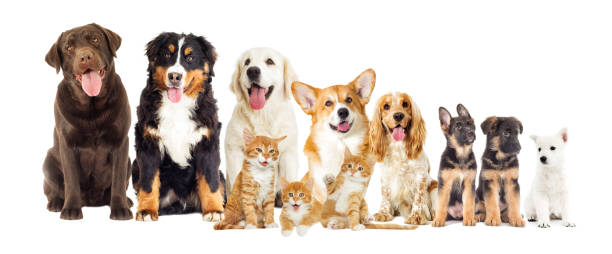 istock Set of dogs And kittens on white background looking 858769966