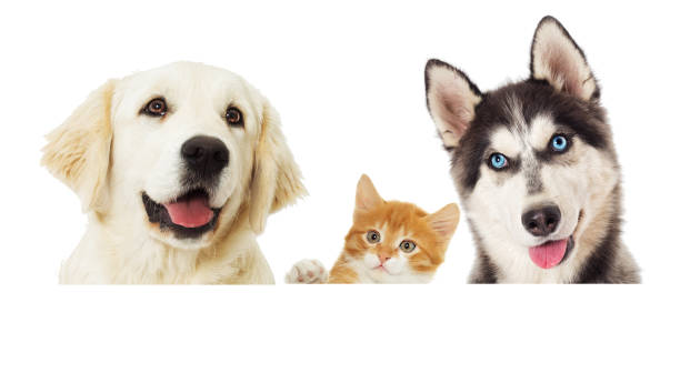istock Kitten and puppy peep out 858770062
